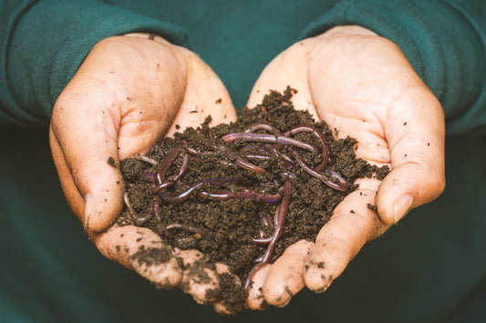 Composting 101: A Beginner's Guide to Getting Started